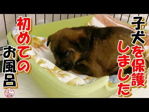 【保護犬　子犬】子犬を保護しました　最初の１匹目