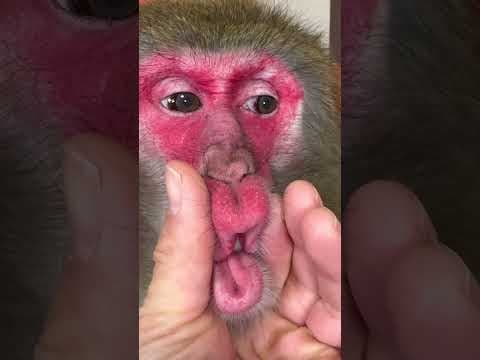 お猿さんの鼻くそを取ります　#monkey #booger