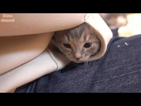 【生後28日】眠くなるとポケットに入って寝てしまう子猫
