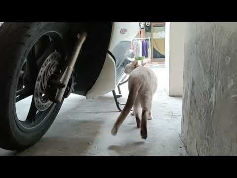 一定の距離をとる猫