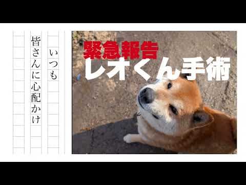 柴犬さん緊急動画❗️レオくん手術❗️