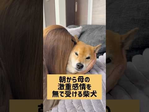 恥ずかしがらんと、喜んでも良いんやで？ #柴犬 #柴犬ロック #柴犬ボブ