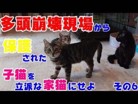 保護猫活動をしていて一番メンタルが最悪だったとき　多頭崩壊現場から保護された子猫を立派な家猫に育て上げてみる　その６