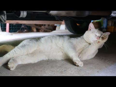 野良猫毛づくろい　250618