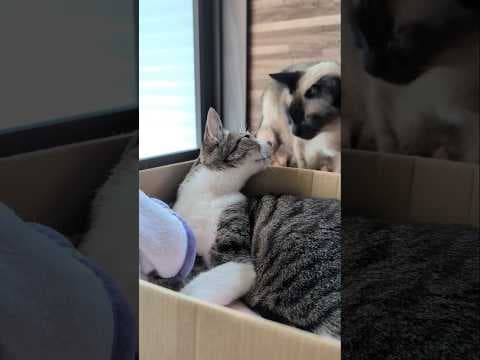 半ば強制的に起こされた猫😺 - My cat was forced to wake up - #shorts #cat