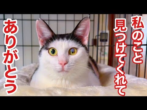【捨て猫から里親へ】みんなを幸せにする天使猫､4ヶ月の記録
