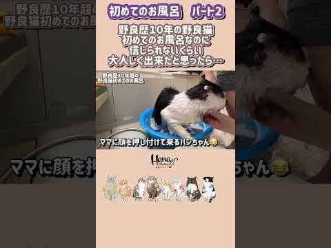 保護後初めてのお風呂で大変な事に…初めてのお風呂パート2 #保護猫 #cat
