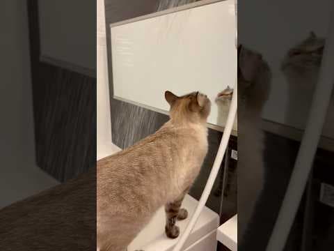 【誇張なし】完全に、自らシャワーを浴びる猫