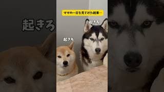 柴犬とハスキーに振り回されるママの一日…#柴犬#シベリアンハスキー #shorts #shortvideo #youtubeshorts