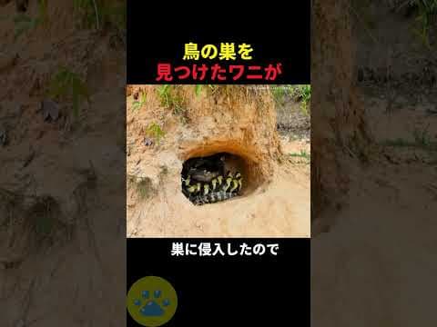 鳥の巣に侵入したワニの秘密🤫暴露します🔥