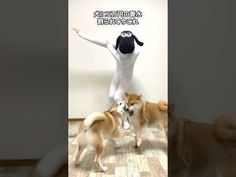 愛犬に5万円の香水を破壊されてガチギレする飼い主。#shorts