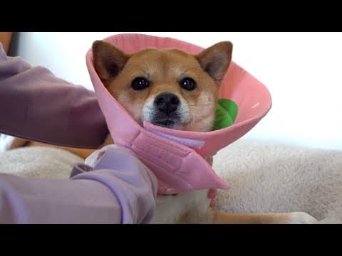 手術後のお留守番...兄柴のお散歩を柴犬は切ない表情で見送りました。