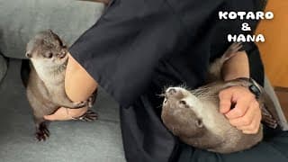 一週間ぶりに帰宅した父ちゃんを取り合うカワウソ　Otters Compete for Dad’s Affection After His Return!