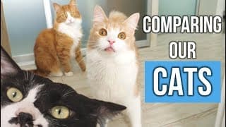 Comparing our cats