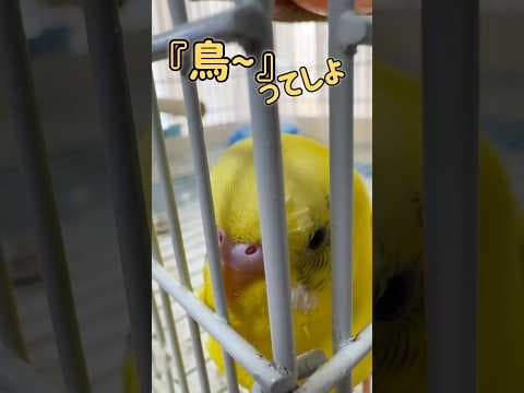 かごの中から誘われても・・・