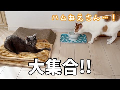 寝室に猫5匹大集合しました！！