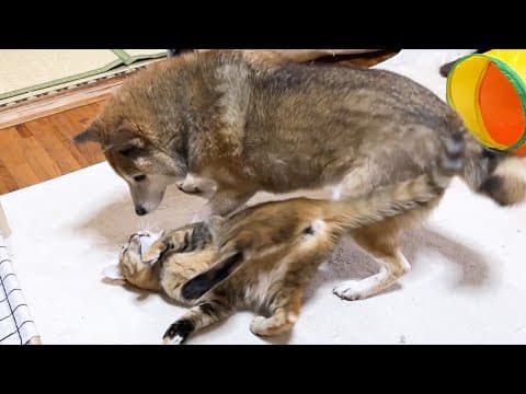 大好きな柴犬にスリスリしたかった子ども猫の愛情が大爆発しました