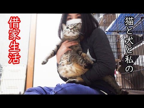 叛逆を企む猫と猫にからかわれて私に八つ当たりする大型犬！