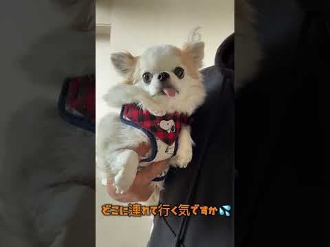 絶体絶命のイーヌ！ #チワワ #犬のいる生活 #chihuahua #dog