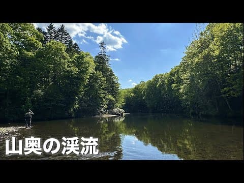 初夏の渓流セミ修行ランランツアー