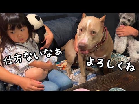 【ついに！】今まで絶妙な距離感を保っていた２歳児とピットブル友達が急接近しました♪｜グレートピレニーズ&オールドイングリッシュシープドッグ&トイプードル