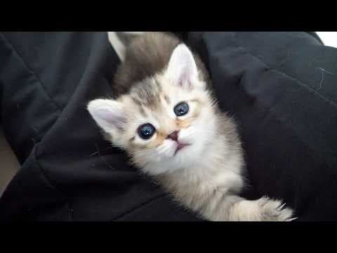 The kittens make me happy as they climb into my lap...