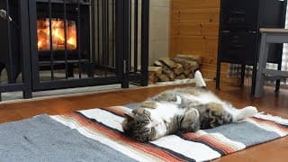 薪ストーブの前から動きたくないねこ。-Maru is completely relaxed in front of the wood stove.-