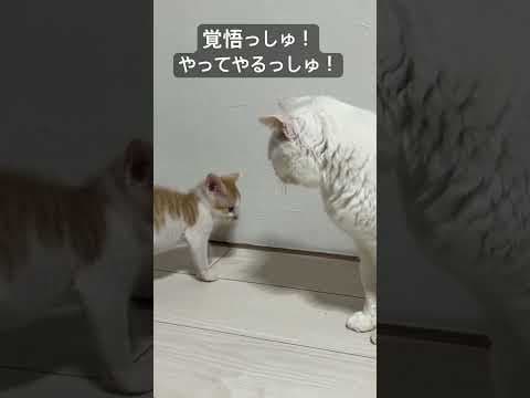 教科書通りの「今日はこの辺で勘弁してやる」な子猫   #cat #kitten #猫 #子猫 #ねこ #こねこ #保護猫  #cute  #猫のいる暮らし #shorts