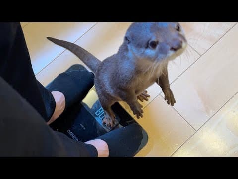 カワウソ、猫、ワラビーの体重測定会！！ Otter, cat, and wallaby weigh-in!