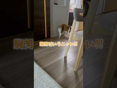 ママが外出して寂しい猫。
