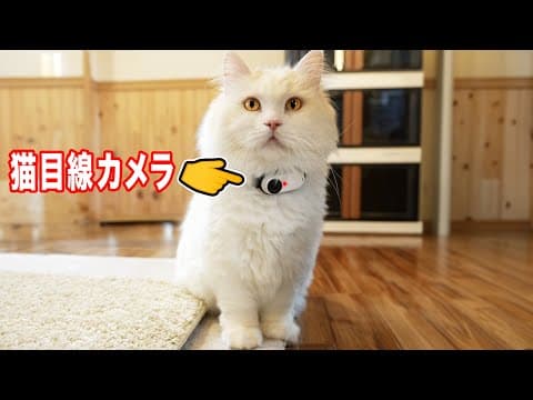 猫視点のカメラを付けたら、可愛い行動をしていたｗｗｗｗ　【モニタリング】