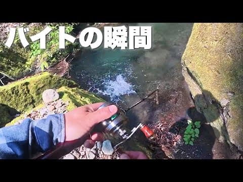 虹鱒の活性が上がってきました