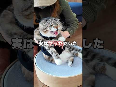 りっちゃんの運動音痴はヤラセでした…真の姿がコチラ…🐈💨💨💨 #猫