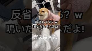 お父さんに叱られてる犬の反応が可愛すぎる🤭　#犬　#かわいい犬 #かわいい #犬のいる暮らし #おもしろ