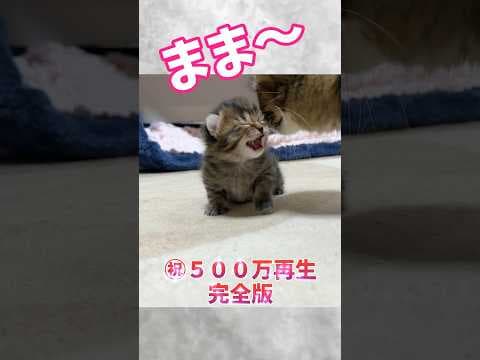ママを見ると露骨にテンションが爆上がる子猫の末路w完全版