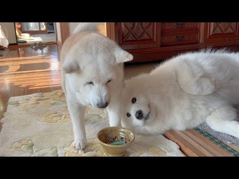 大好きな母が１週間いない事で分かりやすく落ち込む柴犬を懸命に励まそうとするサモエド