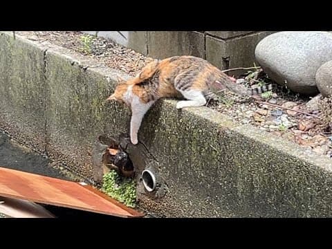 【情けは猫の為ならず？】排水溝に落ちた仲間猫を助けたら一緒に保護されて幸せになった話