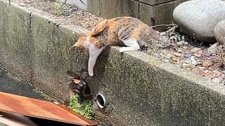 【情けは猫の為ならず？】排水溝に落ちた仲間猫を助けたら一緒に保護されて幸せになった話