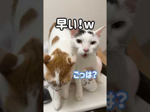 ご飯の時間だけど爆睡してる猫に声をかけます！ #shorts
