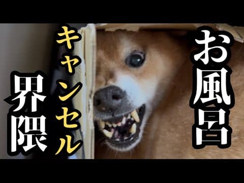 【過去一の激闘】お風呂キャンセル界隈の柴犬VSお風呂大魔王（パパ）との戦い