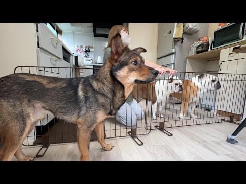 突然の訪問者で大混乱に陥るぶるまるこ＆意外と冷静なビビりな保護犬の様子がこちら