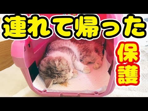 【緊急保護 野良猫】捨てられたブランドガリガリ猫だが１００００％全力で生きようとする姿・・・