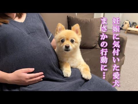 ママのお腹に赤ちゃんがいると気付いた愛犬が、まさかの行動に…