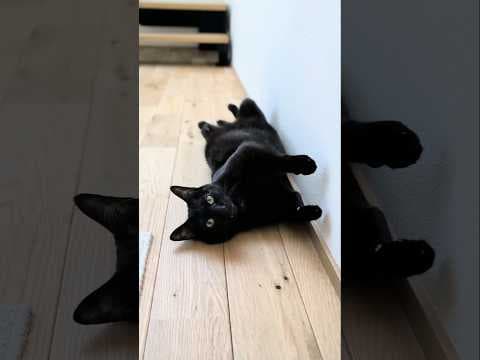 固まっていた黒猫🐱 - My cat stopped his thought - #shorts #cat