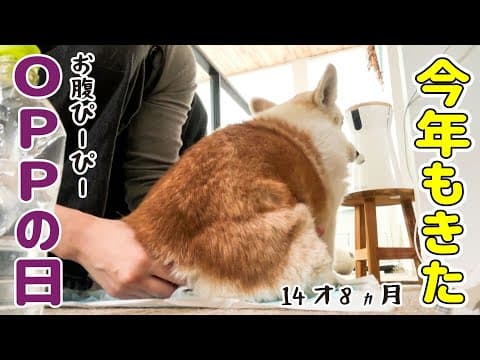 夏になるとお腹を壊すシニア犬が心配です