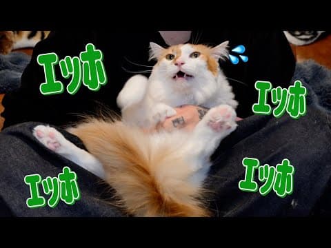 "ｴｯﾎｴｯﾎ"と掛け声をしながら爪切りを頑張る猫がこちらww