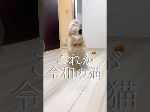 これが令和の猫 #shorts #猫 #ネコ