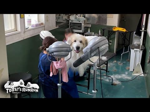 二人がかりで4時間かけて真っ白にしてもらったアランです　Great Pyrenees　グレートピレニーズ