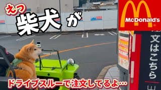 【驚く店員】柴犬がマクドナルドのドライブスルーに現れた時の反応が面白すぎました