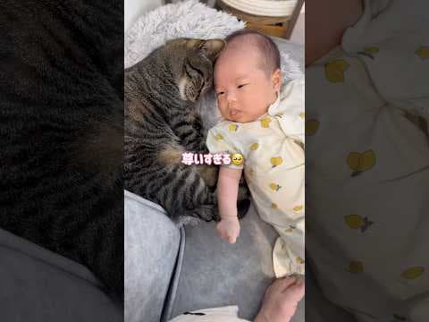 猫が赤ちゃんを家族だと認識した瞬間がコチラ【とらまる】